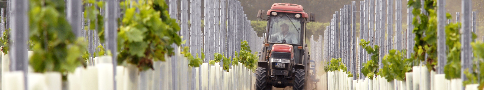 Traktor fährt zwischen Neuanlage Weinreben ©DLR